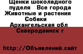 Щенки шоколадного пуделя - Все города Животные и растения » Собаки   . Архангельская обл.,Северодвинск г.